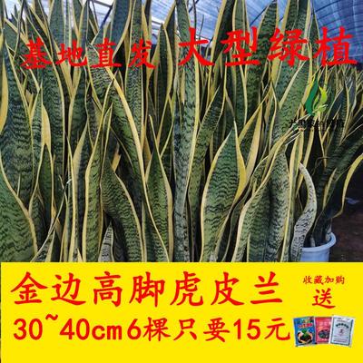 金边虎皮兰盆栽高叶植物客厅办公室好养活长脚绿植净化空气可水培