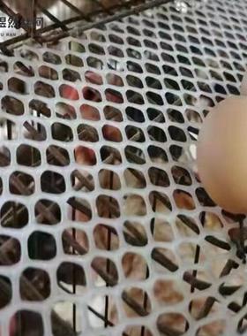 鸡蛋网兜袋子防笼防锈养殖塑料网白色鸡蛋防破损蛋托蛋槽防漏垫网