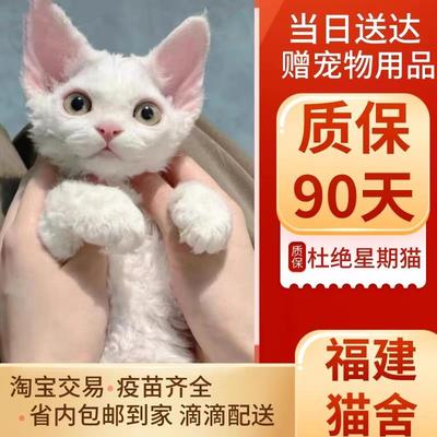 德文卷毛猫幼猫德文猫纯种柯尼斯卷毛猫不掉毛猫宠物猫活体蓝眼睛