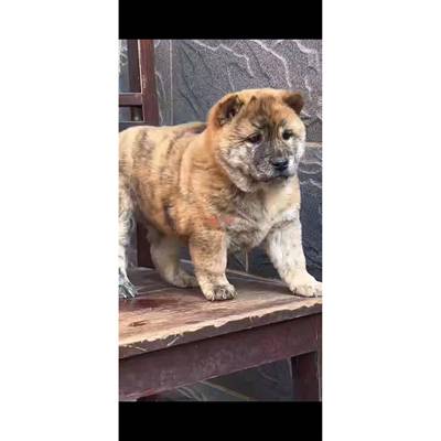 纯种中华田园犬广西土猎狗柴犬大头虎斑犬五黑狗幼犬宠物狗狗活体