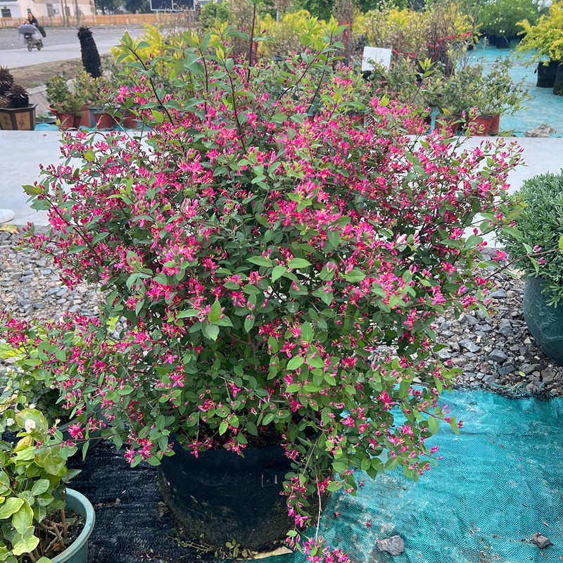 蓝叶忍冬  多年生灌木植物 木本花卉 阳台 庭院盆栽 好养 花期