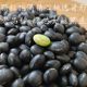 绿芯黑大豆非转基因东北乌皮青仁老品种无抛光可泡醋农家肾形黑豆