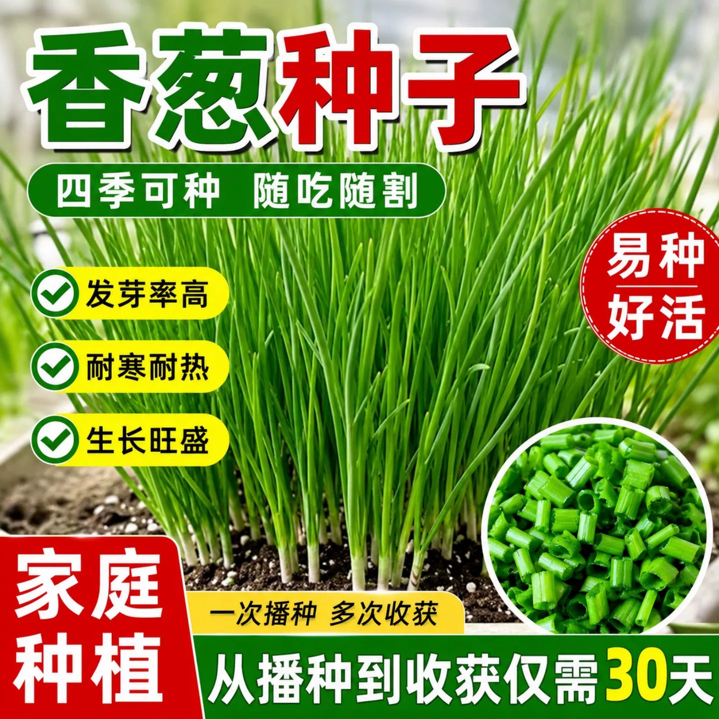 四季阳台盆栽小香葱种子易种速生