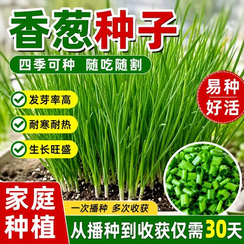 四季阳台盆栽小香葱种子易种速生