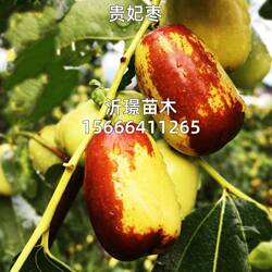 罗江贵妃枣苗枣子树苗嫁接甜枣苗贵妃枣树苗当年结果盆栽地栽树苗