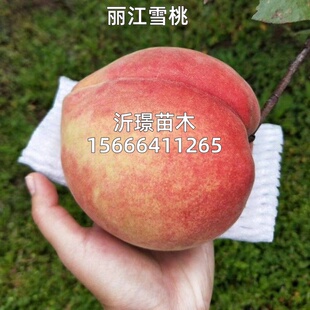 正宗丽江雪桃树苗嫁接脆甜冬桃子树苗南北方种植地栽盆栽当年结果