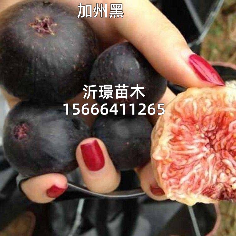 果树苗无花果苗新品种黑色使命加州黑无花果树苗盆栽地栽当年结果
