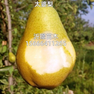 太婆梨树果苗南方北方庭院地栽特大阳台盆栽种植耐寒嫁接当年结果