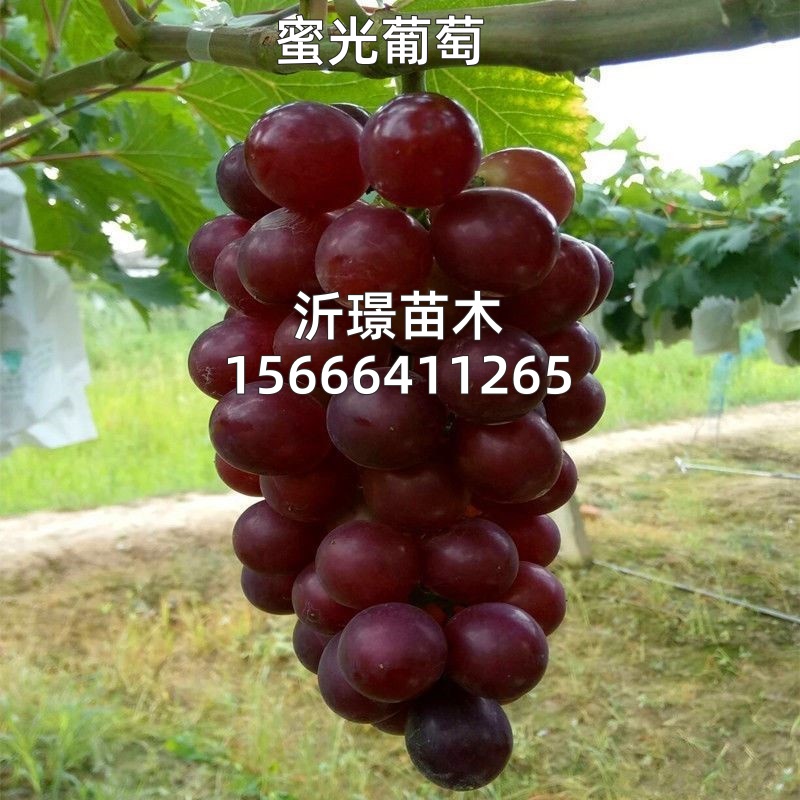 早熟蜜光葡萄树嫁接抗寒贝达3309砧木无籽甜葡萄苗树苖当年结果苗