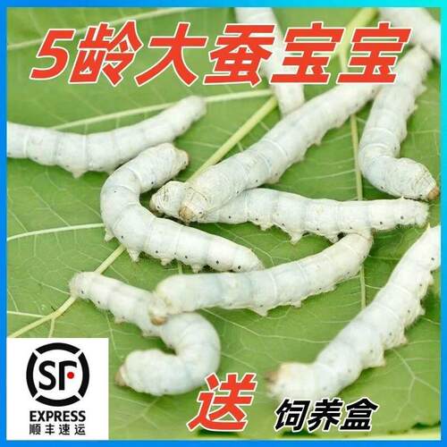 蚕宝宝学生养蚕套装活体蚕卵蚕种幼蚕大蚕12345龄送新鲜桑叶