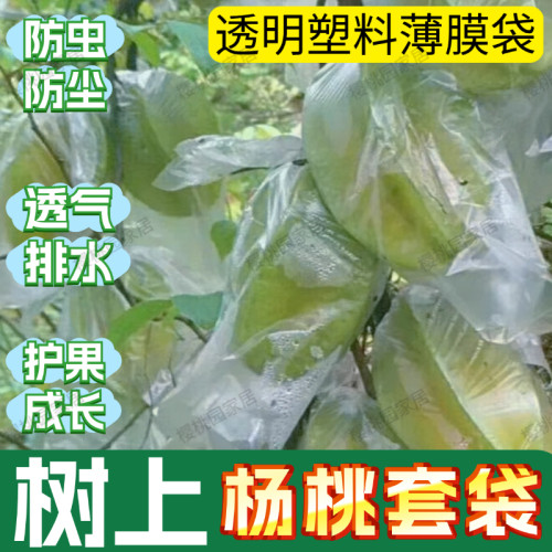 杨桃套袋 杨桃防虫专用袋 水果套袋促生长透明保护薄膜袋 杨桃袋