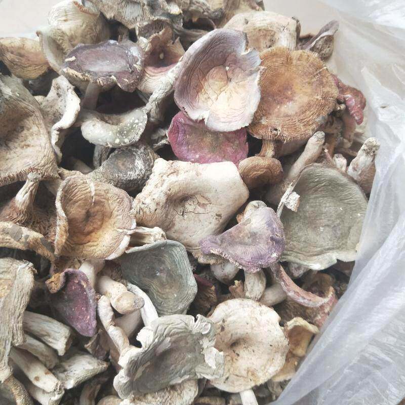 野生菌干 干货蘑菇干杂菌菇野山菌菌类特产红菇青头菇干菌菇菌子