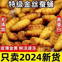 新鮮金絲蠶蛹冷凍農(nóng)家桑蠶蛹山東特產(chǎn)桑蠶小黃金蛹