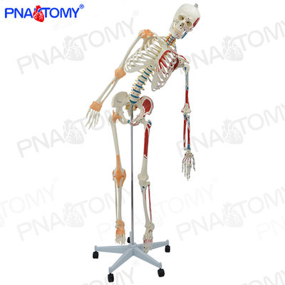 170cm人体1：1骷髅骨架骨骼韧带肌肉模型脊柱可弯曲医学健身瑜伽