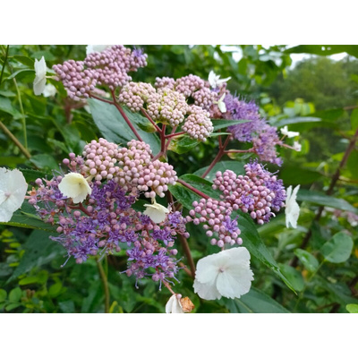 山绣球 绣球花 山绣球花苗