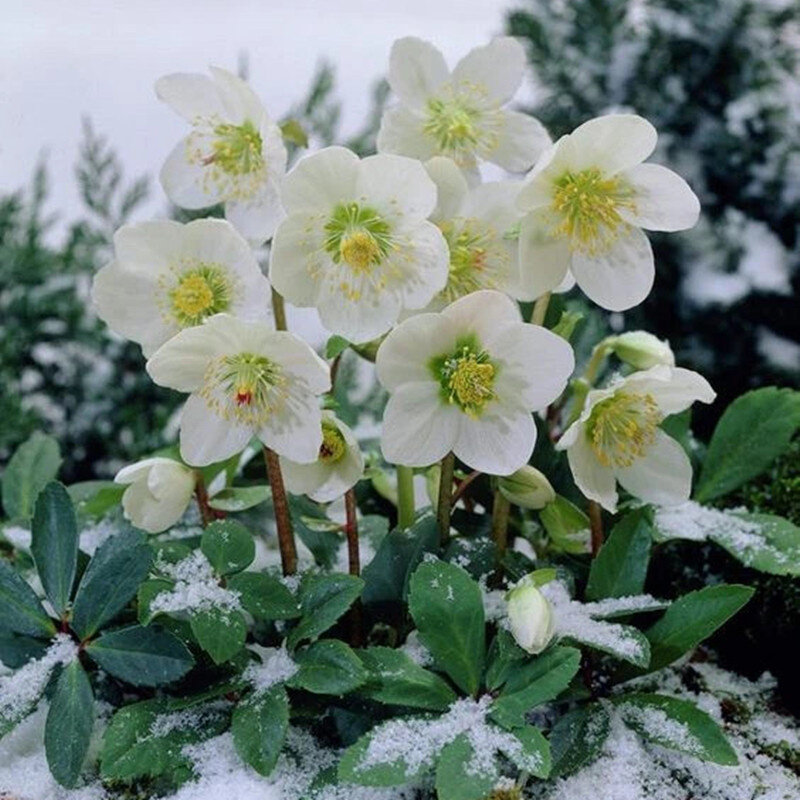 重瓣铁筷子 冬日玫瑰 耐寒植物花期超长高档花卉室内阳台盆栽花卉