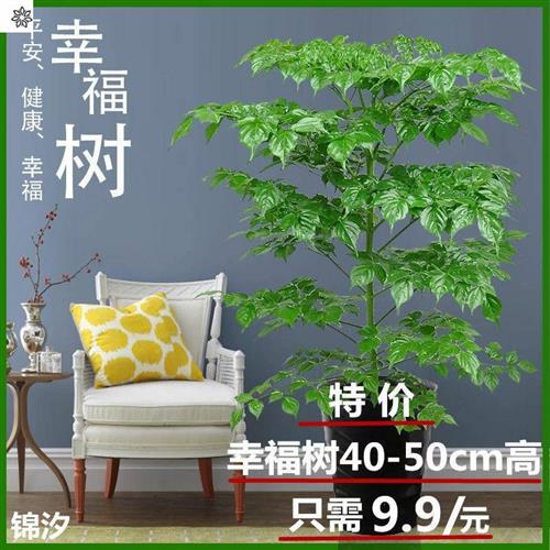 四季长青盆栽小福贵绿宝绿植花卉花盆绿萝发财树客厅室内