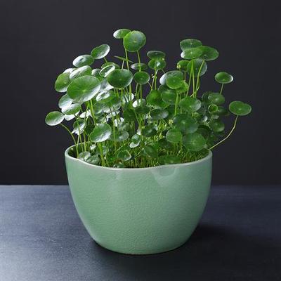 大号花盆睡莲碗莲花盆铜钱草水养大口径鱼缸陶瓷器皿桌面家用大号