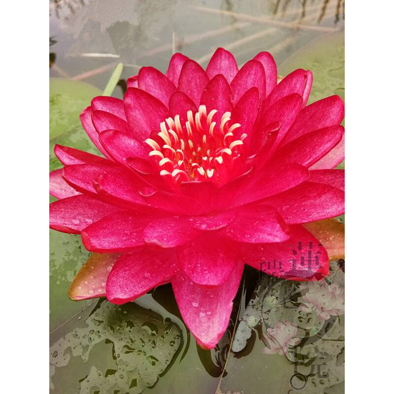 进口名贵精品耐寒睡莲根茎苗水生植物花卉红色复瓣-品种-曼妮红