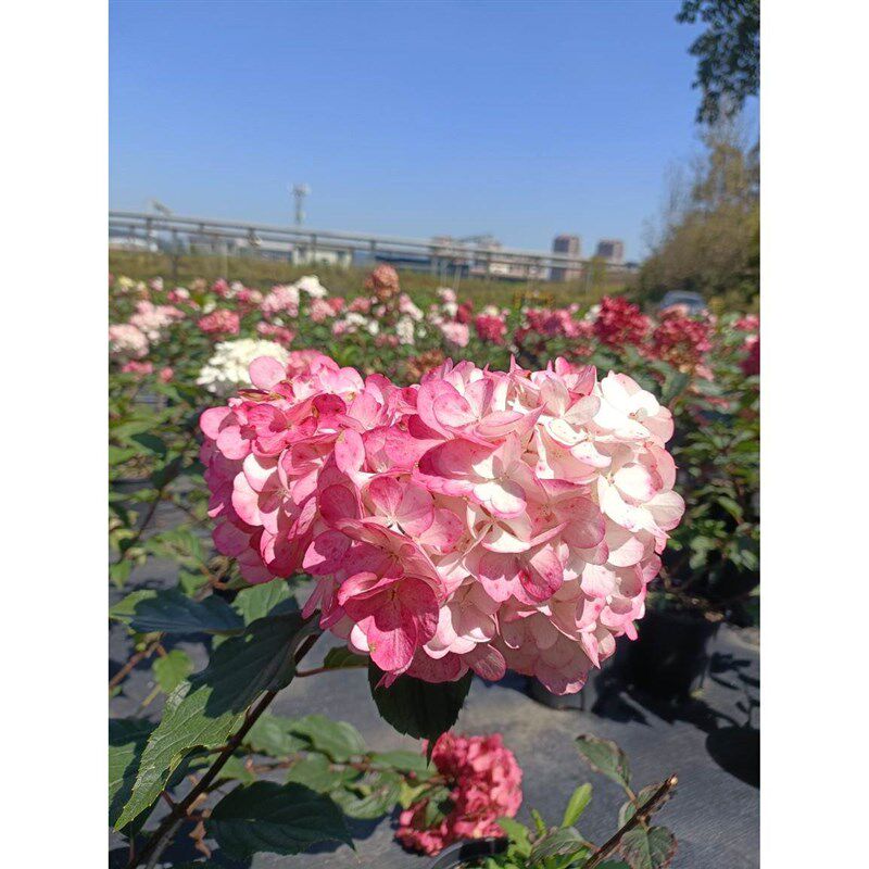 老桩没有开花圆锥木绣球 I香草草莓 4-7 年