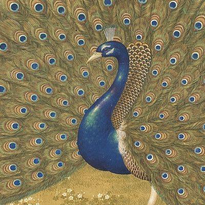 郎世宁孔雀开屏图高清微喷绘复制花鸟学习临摹客厅绢布装饰挂轴画