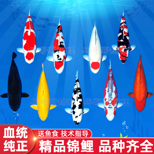 锦鲤活鱼观赏鱼日本丹顶红白大正