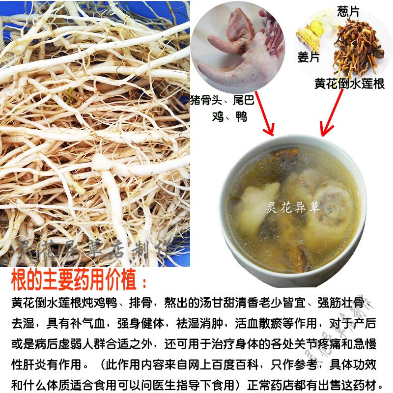 盆栽黄花倒水莲杯苗观音串倒吊黄黄花远志倒吊黄吊水莲苗倒吊莲苗