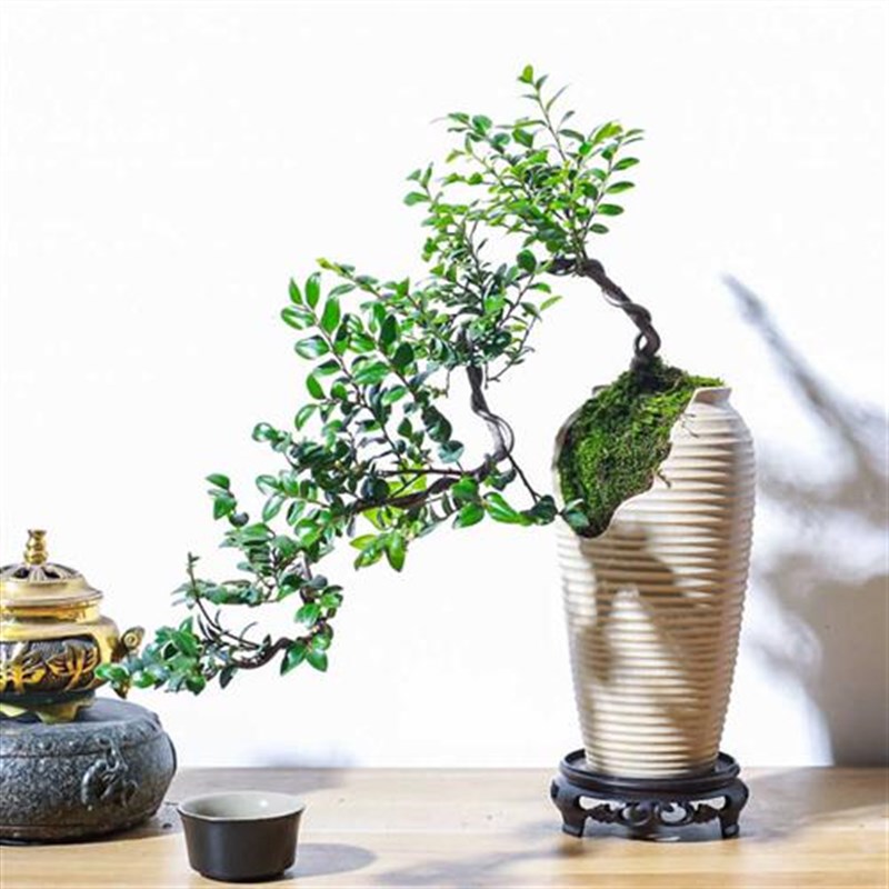 悬崖式小叶紫檀黑骨茶盆景飘枝造型盆栽室内M中式茶室阳台送礼绿