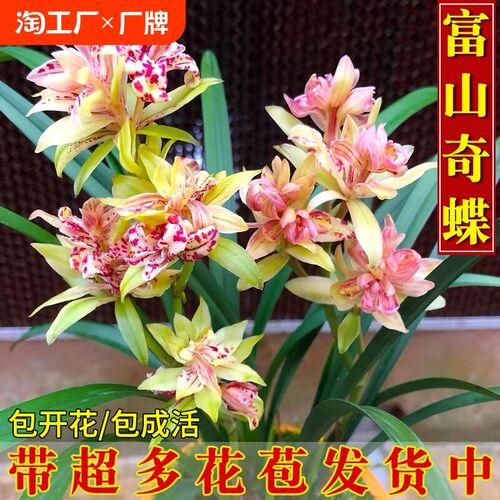 兰花苗四季建兰奇花富山奇蝶带花浓香好养室内绿植花卉盆栽小国魂