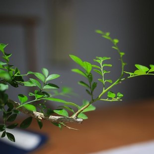 七里植養(yǎng)迷你盆景樹苗室內(nèi)好花卉 廠促廠九里香小h盆香栽老樁四季