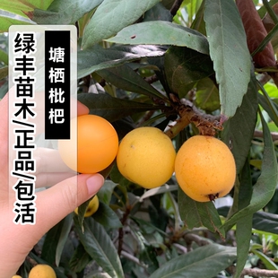 塘栖枇杷果树苗嫁接无核枇杷苗当年结果南北方种植地栽盆栽活苗