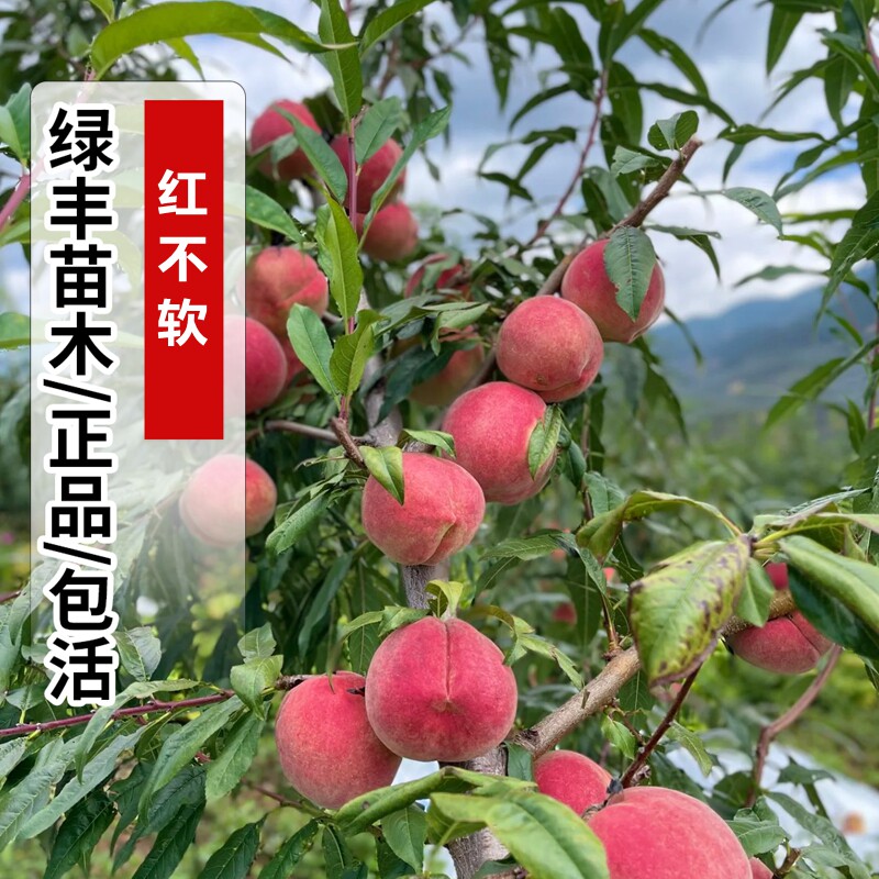 嫁接硬脆桃树苗特大果晚熟红不软桃子树苗离核南北方种植当年结果