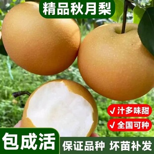 梨树果苗嫁接苗火把梨树丰水梨子树苖地栽当年结果梨树苗果树果苗