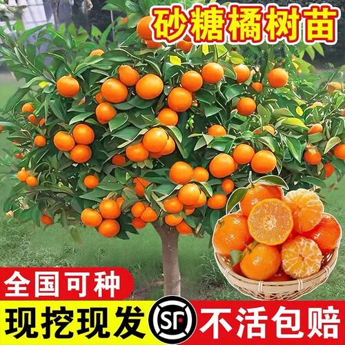 砂糖桔子树苗带果地栽果树盆栽蜜柑橘南北方种植砂糖橘子树果苗