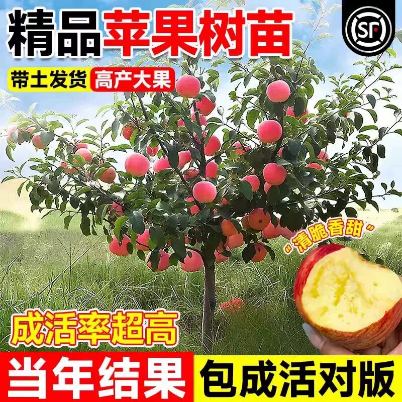 特大苹果树果苗矮化嫁接红富士冰糖心树苗庭院南北方种植当年结果