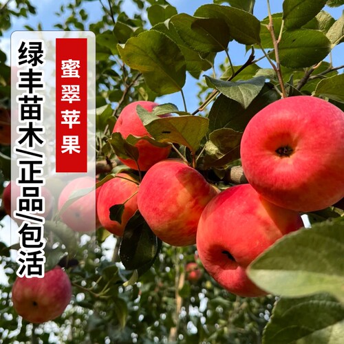 蜜脆苹果树苗南北方种植嫁接特早熟超甜红富士苹果苗当年结果地栽
