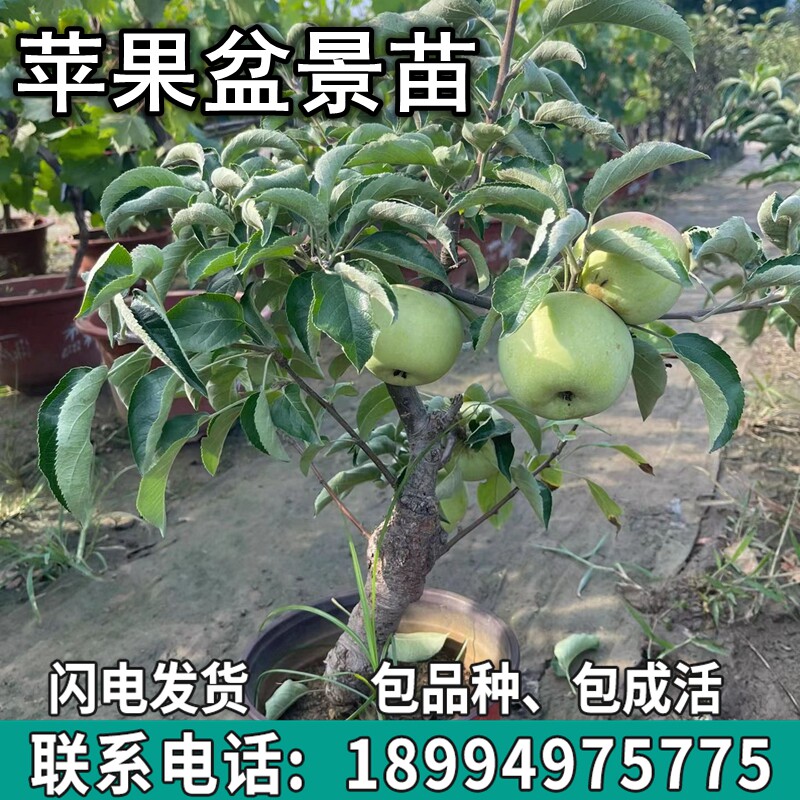 红富士苹果树苗南北方苹果盆景矮化苹果苗特大果嫁接苗盆景苗观赏