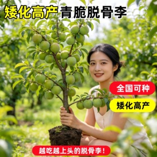 正宗蜂糖李子树苗贵州脱骨李子树苗早熟南方北方地栽盆栽当年结果