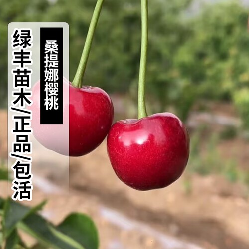 桑提娜大樱桃树苗南北方地栽矮化特大嫁接车厘子树苗盆栽当年结果