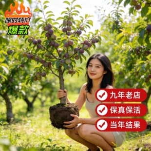 正宗嫁接蜂糖李子树苗冰糖李子特大号南方北方种植新品种果树果苗