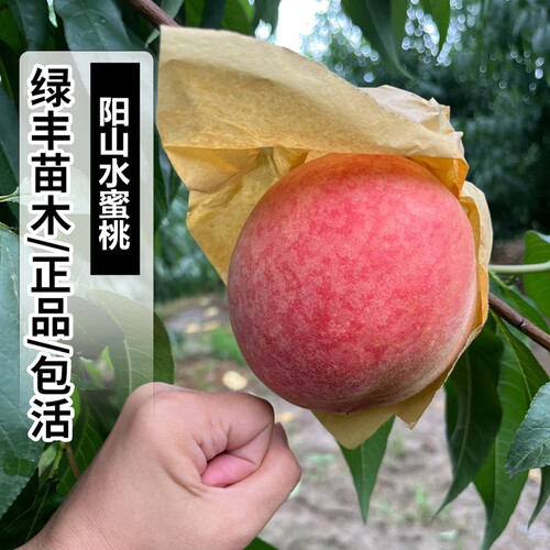 嫁接阳山水蜜桃树苗特大中晚熟白凤桃树苗盆栽南北方种植当年结果