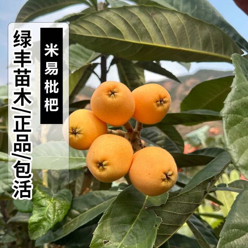 米易枇杷果树苗嫁接苗无核枇杷苗