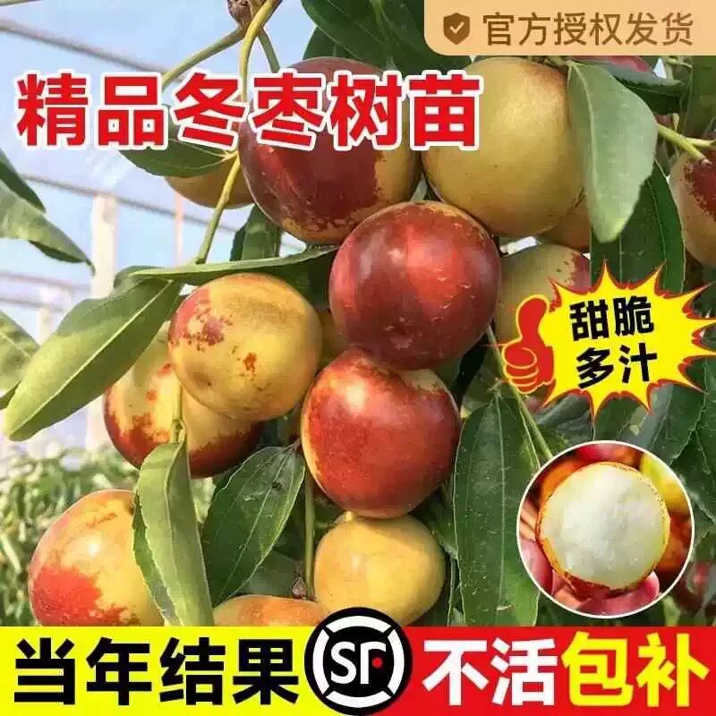 枣树活苗大枣超甜带土球南北方沾化冬枣大树矮化嫁接苗超甜特大号
