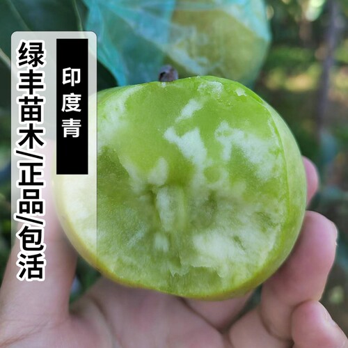 老品种印度青苹果树苗南北种植嫁接脆甜冰糖心苹果苗盆栽当年结果