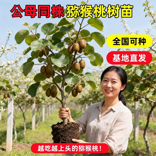 猕猴桃树果苗红心软枣猕猴桃苗徐香嫁接南北方种植庭院水果树果苗