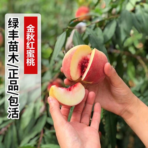 嫁接特大晚熟桃树苗脆甜红不软金秋红蜜桃树苗南北方种植当年结果