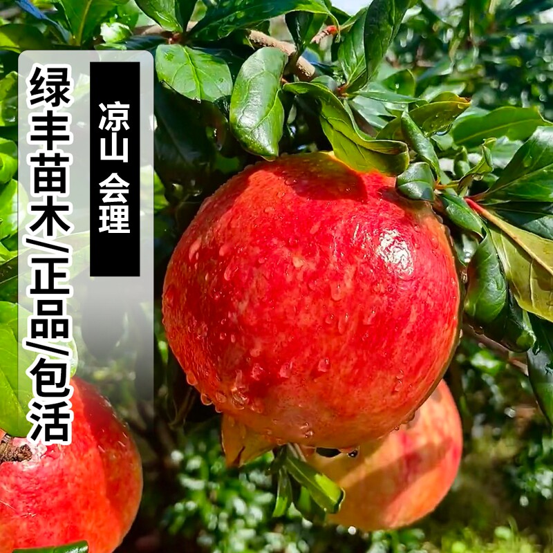 会理软籽石榴苗南北方种植无籽石榴果树庭院阳台盆地栽当年结果