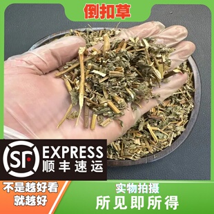 倒扣草中药材店铺中草药大全别名：鸡豚草、上常山、牛舌大黄、