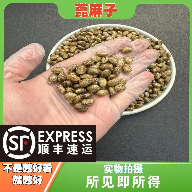 蓖麻子中药材店铺中草药大全别名：红蓖麻、勒菜、杜麻、草麻、,传统滋补营养品,其他药食同源食品,淘宝优惠券,粉丝福利购,淘宝优惠卷