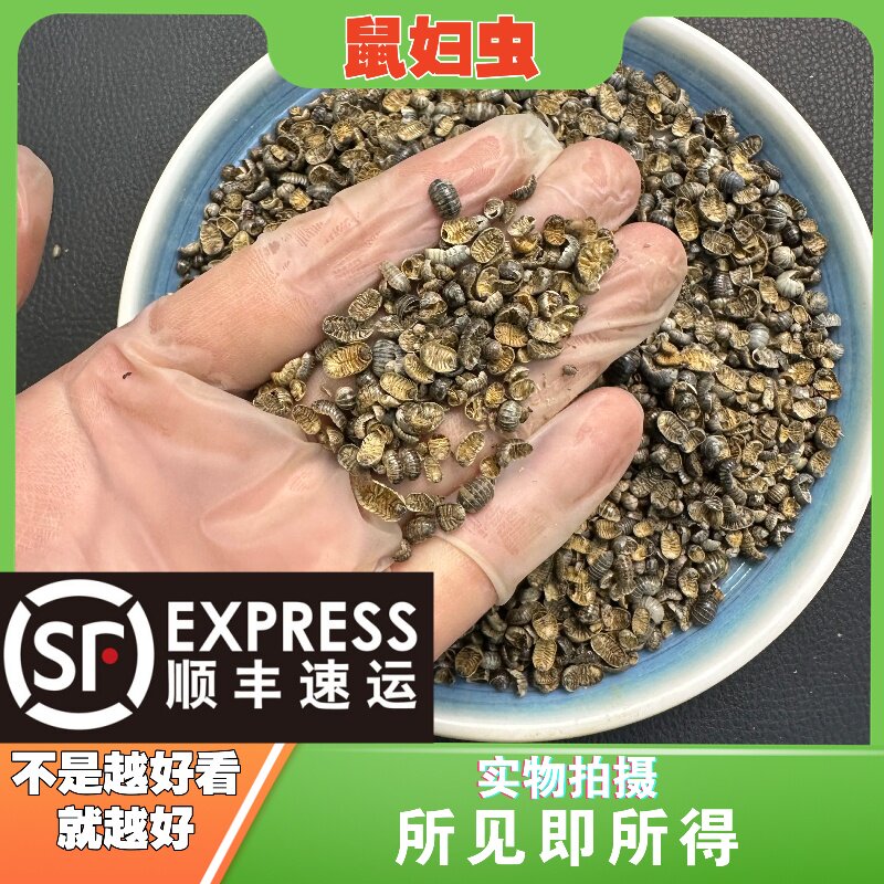 鼠妇虫中药材店铺中草药大全别名：潮湿虫、潮虫、地虱婆、鼠姑 - 实物图